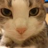 rubybubu